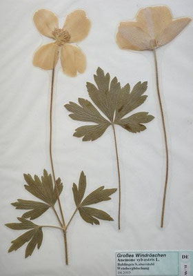 Anemone sylvestris / Großes Windröschen   (04/2005; Bahlingen am Kaiserstuhl)   (Herbarium Dr. Wolf v. Thun)