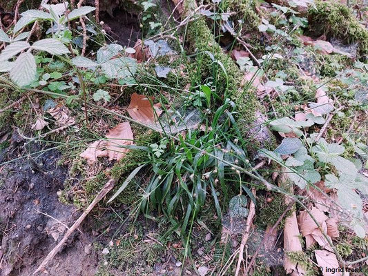 Luzula pilosa / Haar-Hainsimse