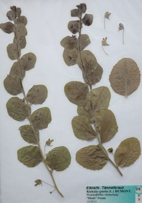 Kickxia spuria / Eiblättriges Tännelkraut, Unechtes Tännelkraut     (Herbarium Dr. Wolf von Thun)