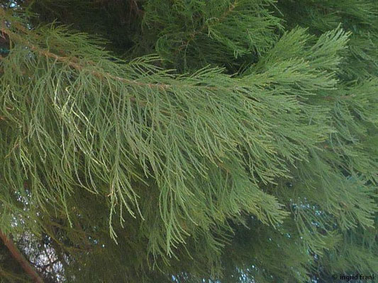 Sequioadendron giganteum
