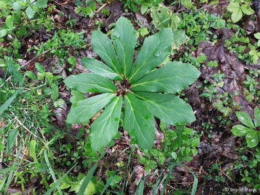 Helleborus niger / Schwarze Nieswurz, Christrose   (27.06.2024; Steiermark, Ramsau)