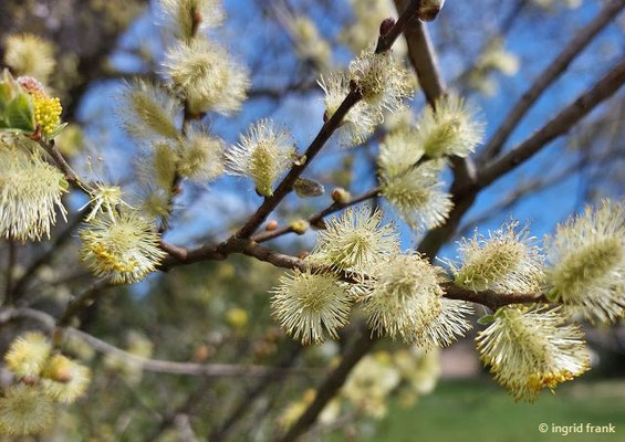 Salix aurita / Ohr-Weide  