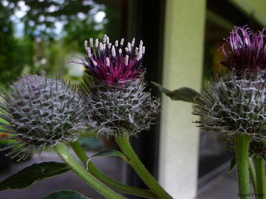 Arctium tomentosum - Filzige Klette