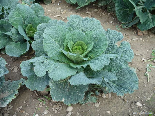 Brassica oleracea - Wirsing