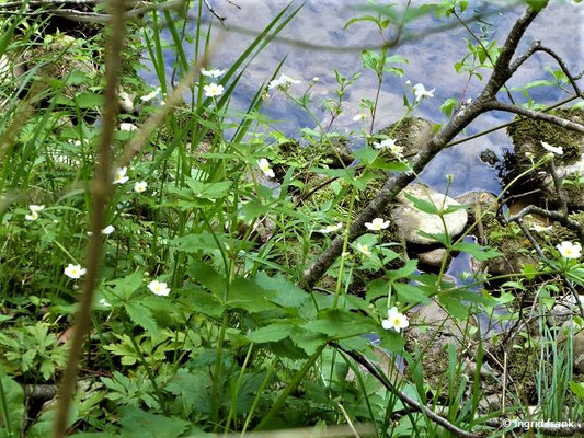 Ranunculus aconitifolius / Eisenhutblättriger Hahnenfuß  (19.05.2019; an der Argen unterhalb von Schloss Achberg)