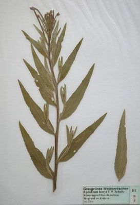 Epilobium lamyi / Graugrünes Weidenröschen     VII-IX     (Herbarium Dr. Wolf von Thun)