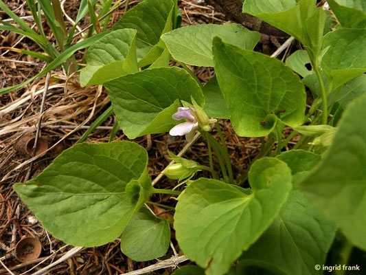 Viola mirabilis / Wunder-Veilchen     IV-VI