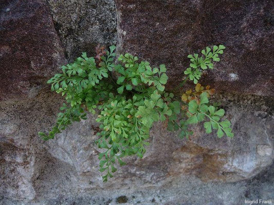 Asplenium ruta-muraria / Mauerraute    (05.06.2011; Odenwald bei Dossenheim)