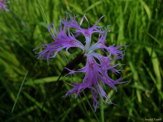 Dianthus superbus / Pracht-Nelke