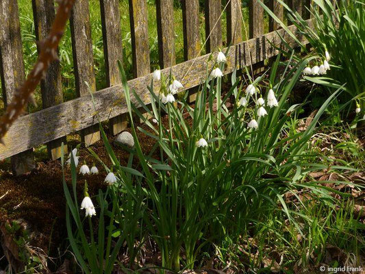 Leucojum aestivum / Sommer-Knotenblume   (Privatgarten in Oberhofen)