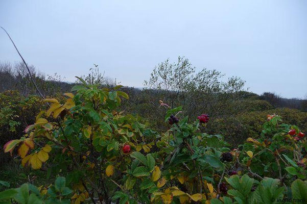 Rosa rugosa / Kartoffel-Rose (Neophyt seit 1854)