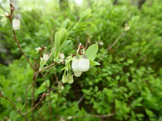 Vaccinium uliginosum / Gewöhnliche Rauschbeere,