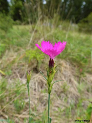 Dianthus carthusianorum / Kartäuser-Nelke  (25.08.2020; NSG Digelfeld bei Hayungen)