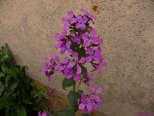 Lunaria annua - Einjähriges Silberblatt