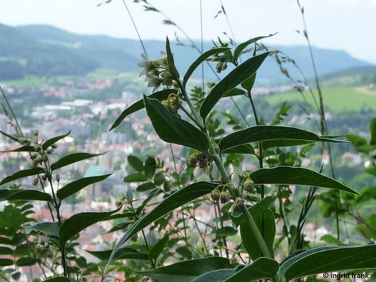 20.06.2017; auf der Zollernalb bei Albstadt