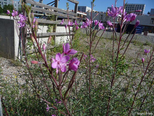 Epilobium dodonaei / Rosmarin-Weidenröschen    VII-IX