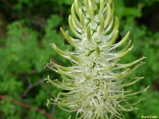 Phyteuma spicatum / Ährige Teufelskralle