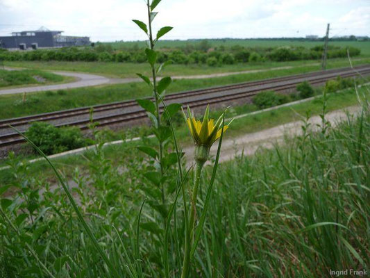 Tragopogon minor / Kleinköpfiger Bocksbart    V-VII