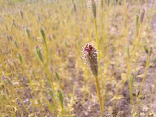 19.06.2026 - Botanischer Garten der Universität Ulm