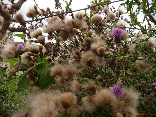 Cirsium arvense / Acker-Kratzdistel