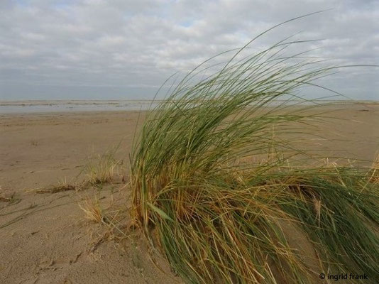 Ammophila arenaria / Gewöhnlicher Strandhafer