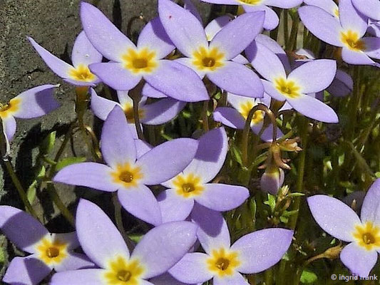 Houstonia caerulea / Porrzellansternchen (06.05.2016 - Botanischer Garten Adorf im Vogtland)