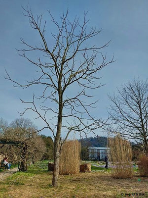 Gymnocladus dioicus - Amerikanischer Geweihbaum  (Schau- und Sichtungsgarten Hermannshof Weinheim)