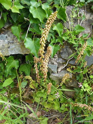 Umbilicus rupestris / Venusnabel, Hängendes Nabelkraut    (30.04.2019; Italien, Toskana, bei Lucca)