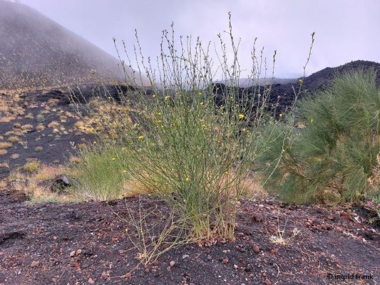 Chondrilla juncea / Großer Knorpellattich