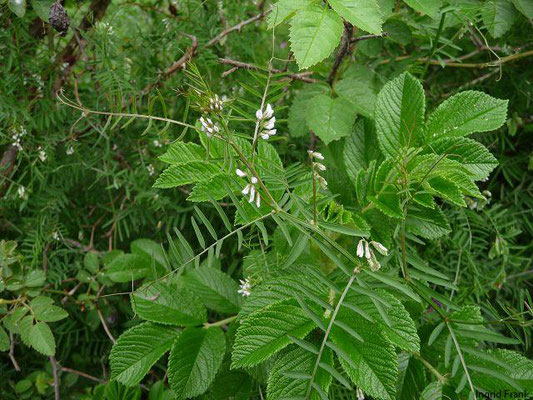 Vicia hirsuta / Behaarte Wicke    VI-VII