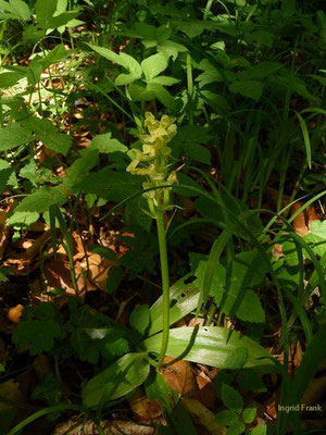 Orchis pallens / Bleiches Knabenkraut