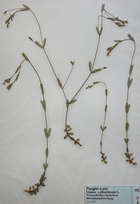 Linum catharticum / Purgier-Lein  (05/2005; Weisweil, Oberrheinebene)  (Herbarium Dr. Wolf von Thun)