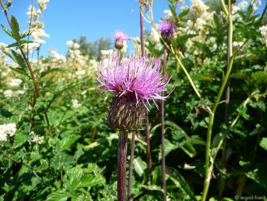Cirsium heterophyllum / Verschiedenblättrige Kratzdistel    VII-VIII