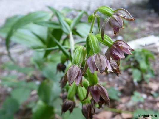 Epipactis atrorubens / Braunote Ständelwurz