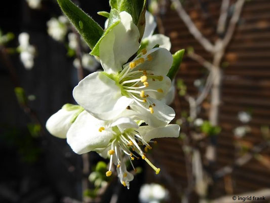 Prunus avium / Vogel-Kirsche, Süß-Kirsche    IV-V