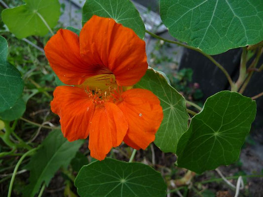 Tropaeolum majus / Große Kapuzinerkresse