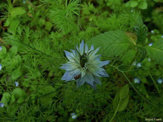 Nigella damascena / Jungfer im Grünen, Damaszener Schwarzkümmel    VI-VIII