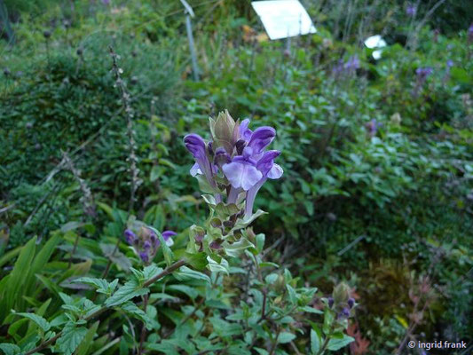 Scutellaria alpina / Alpen-Helmkraut (Botanischer Garten Universität Heidelberg)