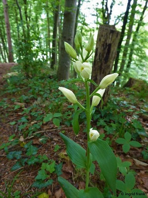 Cephalanthera damasonium / Bleiches Waldvögelein    (22.05.2022; Schmalegger Tobel)