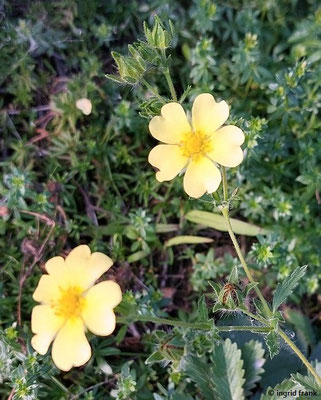 Potentilla recta / Aufrechtes fingerkraut  VI-VII