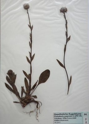 Globularia punctata / Gewöhnliche Kugelblume  (06/2005; Schelinger Höhe/Kaiserstuhl)  (Herbarium Dr. Wolf v. Thun)