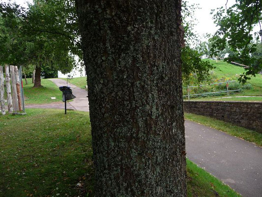 Quercus robur / Steil-Eiche    (13.08.2011; Ronchamps)