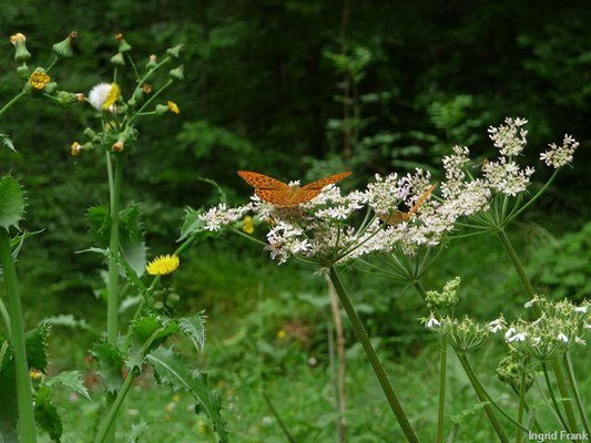 19.07.2011-Heracleum sphondylium - Wiesen-Bärenklau
