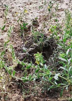 Onosma arenaria / Sand-Lotwurz  (02.07.2023; Botanischer Garten Universität Heidelberg) V-VI