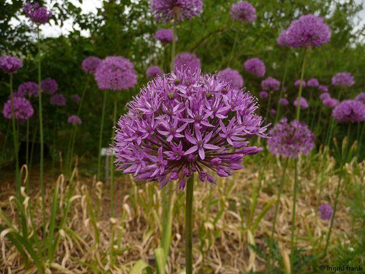 Allium aflatunense / Iran-Lauch (05.05.2024; Botanischer Garten Berlin)