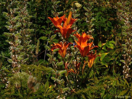 Lilium bulbiferum / Feuer-Lilie