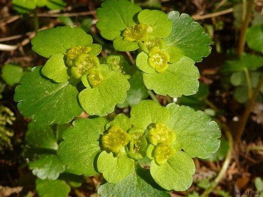 Chrysosplenium alternifolium / Wechselblättriges Milzkraut