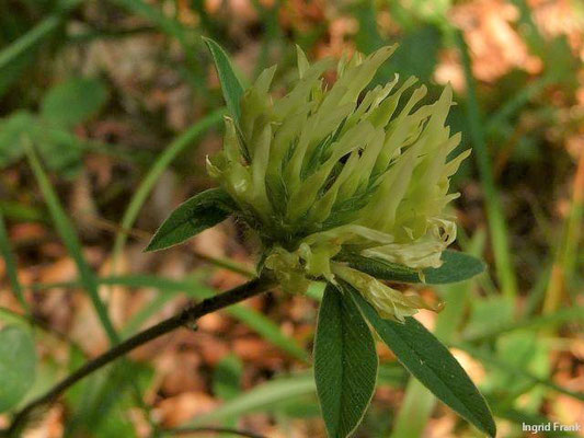 Trifolium ochroleucon / Blassgelber Klee    VI-VII