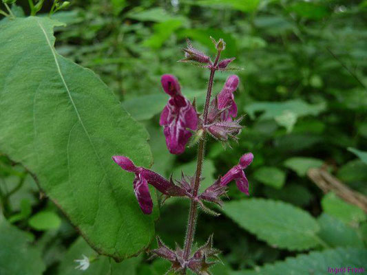 Stachys sylvatica / Wald-Ziest