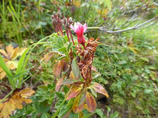 Rhododendron hirsutum / Bewimperte Alpenrose, Almrausch    VI-VIII